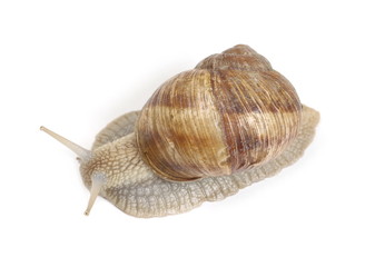 Snail isolated on white background, Helix pomatia, top view 