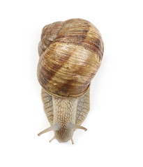 Snail isolated on white background, Helix pomatia, top view 
