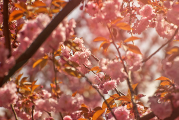 Pink flowers on the tree. Cherry blossom. Many flowers with yellow leaves close up.