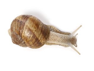 Snail isolated on white background, Helix pomatia, top view 