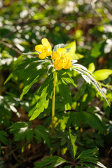 Frühlingsblume im Frühlings-Wald: Gelbes Windröschen (lat.: Anemone ranunculoides) im Gegenlicht