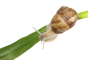 Snail on grass leaf isolated on white background, Helix pomatia