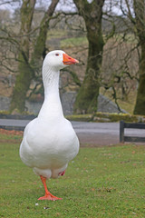 white goose standing on the green grass	
