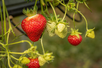 Strawberries being harvested by hand from a tabletop irrigation system.
