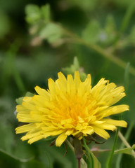 yellow dandelion flower