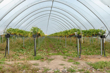 Strawberries being grown in a polytunnel on a tabletop irrigation system.