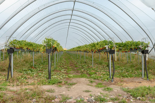 Strawberries being grown in a polytunnel on a tabletop irrigation system.