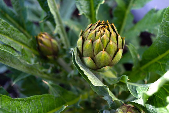 Coltivazione di carciofi spinosi sardi 