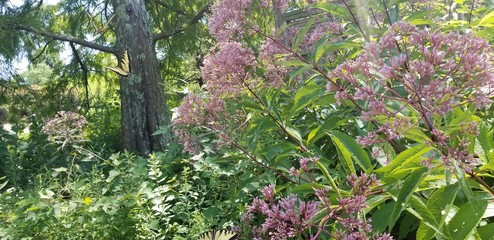 butterflies in a flower field