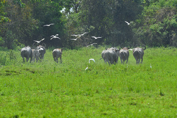 Buffalo in the field