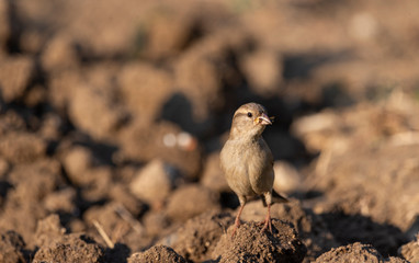 Sparrow in the sunset light in the garden