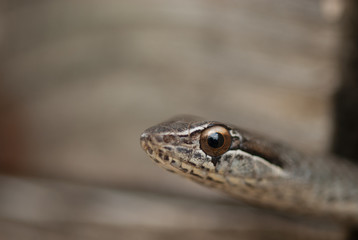 A selective focus shot of a Cayman racer snake.