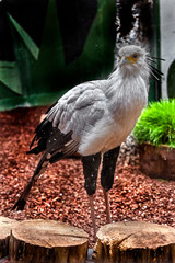 Secretarybird in its enclosure. Latin name - Sagittarius serpentarius	