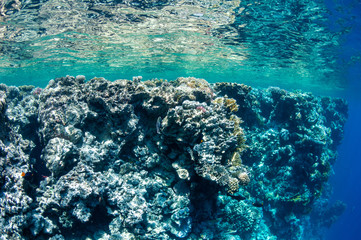 Underwater landscape. Marine life under sea surface, colorful sea life, natural scene. Coral reef and tropical fish. Red Sea seabed. Biological diversity and environmental conservation.