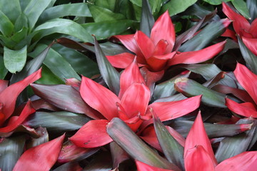 red bromeliads