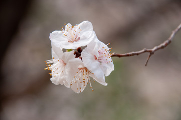 Apricot flowers in wakan village farms, Oman