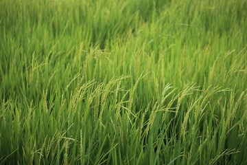 Obraz premium Rice fields in Rayong at Thailand