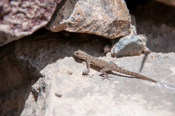 Desert lizard in rocks, Oman