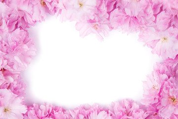 Spring pink sakura flowers frame