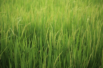 Fototapeta na wymiar Rice fields in Rayong at Thailand