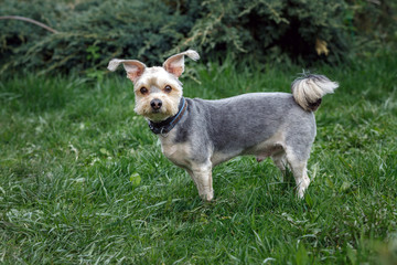 A small trimmed Yorkshire Terrier poses in the garden. Yorkshire dog.