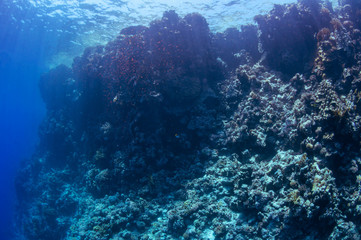 Fototapeta premium Underwater landscape. Marine life under sea surface, colorful sea life, natural scene. Coral reef and tropical fish. Red Sea seabed. Biological diversity and environmental conservation.