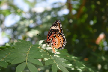 Fototapeta na wymiar butterfly on tree