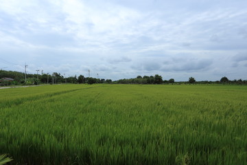 Rice fields in Rayong at Thailand