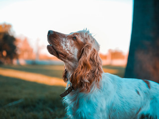 english cocker spaniel