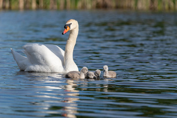 Beautiful swan family on the lake