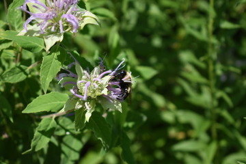 Fototapeta premium bee collecting pollen