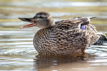 Stockente