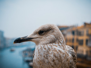 close up of a seagull