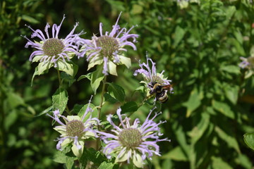 bee on a flower