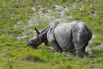 Fototapeta premium rhino in the grass