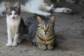 cat and kitten