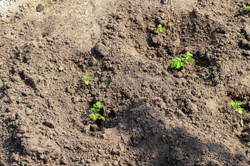Planting seedlings of cucumbers and tomatoes in the country. Green leaves, warm weather. Agriculture. Food. Life style.