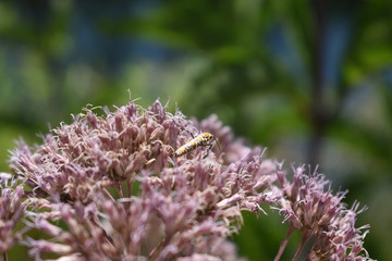 bug on a flower