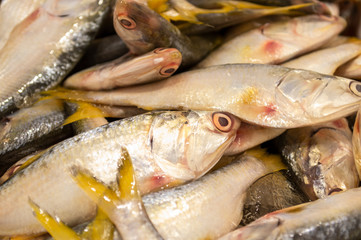 Pesca_1