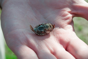 Big bug. Hand holds a beetle. Pests of trees. 