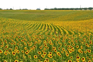 Fototapeta premium Champ de tournesols