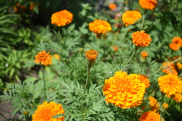 orange carnation bulb