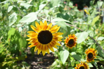 Obraz premium sunflowers