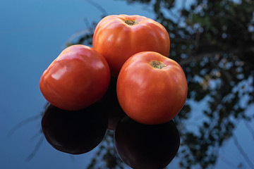 Three fresh red tomatoes on a blue glass surface with reflections