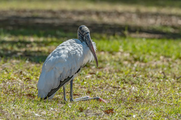 Wood stork sits on the shore in the grass