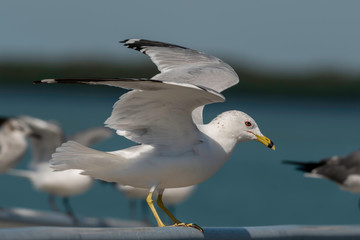 Full body view of a ring billed gull