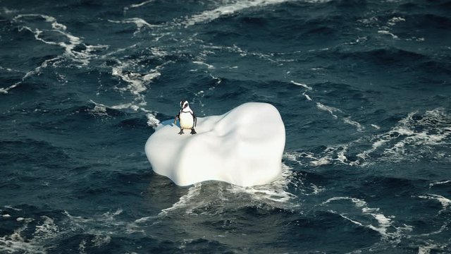 One Happy Penguin Swims in Open Ocean on an Iceberg on Waves and Funny Dancing Trip. Little 3d Animal Voyager Swims on an Amazing Wildlife Adventure Travel. Environmental Pollution and Ecology Concept