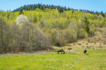horses on a meadow on a background of mountains and trees.