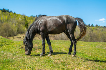 Obraz premium black horse grazes grass on mountains and sky background. horse farm.