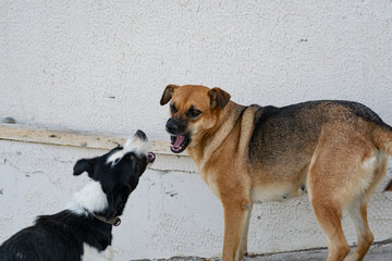 A stray dog, spotted and mongrel, walks without a leash, on its own, in public places and in the Park.